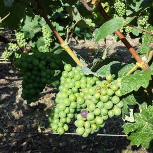 La grappe formée, les baies changent de couleur
