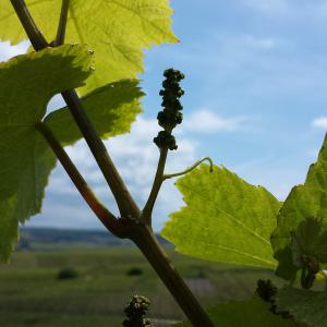 La Vigne déploie ses inflorescences
