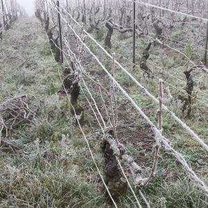 Le givre vient déguisé la vigne et son installation