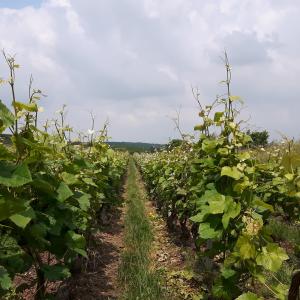 La vigne se developpe