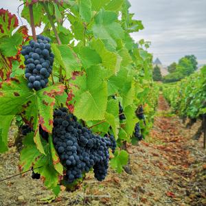 Vendange derriere l'église d'Ecueil 2018