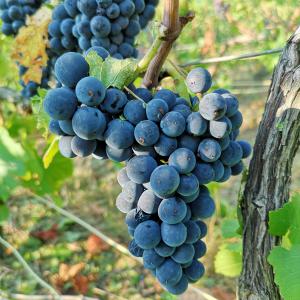 Pinot Noir Vendange 2018